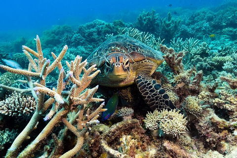 Great Barrier Reef Day Cruise From Cairns Including Snorkeling And Marine Biologist Presentation - Accommodation ACT 4