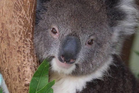 All Inclusive Blue Mountains Small-Group Day Trip From Sydney - Accommodation ACT 1