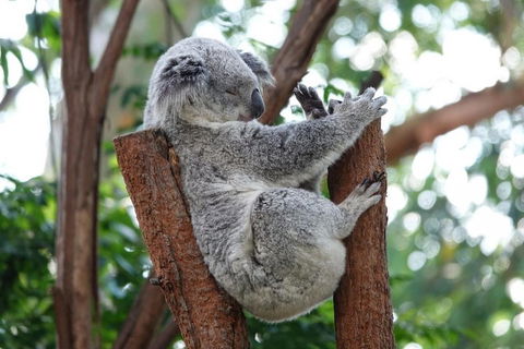 Small-Group Blue Mountains Tour With A Local Guide - Accommodation ACT 2