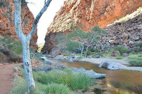 Alice Springs, Uluru Ayers Rock & Kings Canyon 8 Days Touring Package - Accommodation ACT 2