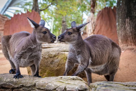 The Ultimate Sydney Attractions Pass - Accommodation ACT 2