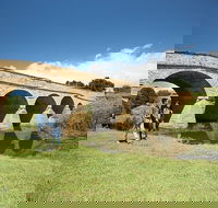 Bonorong Wildlife Park and Richmond Afternoon Tour from Hobart - Accommodation ACT