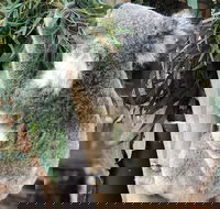 Private Blue Mountains and Wildlife Park Tour from Sydney with Barbecue Lunch - Accommodation ACT