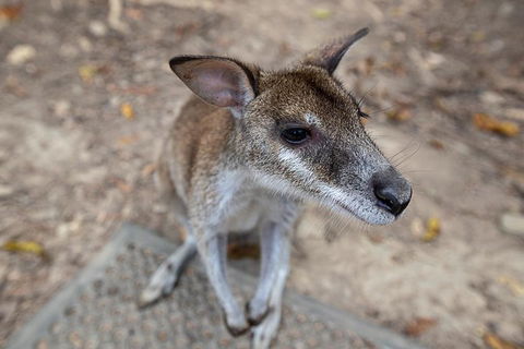 2 Day Daintree Rainforest, Cape Tribulation And Outback Chillagoe Tour - Accommodation ACT 4