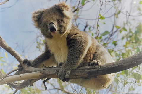 Kangaroo Island Scenic Trail Tour - Accommodation ACT 2