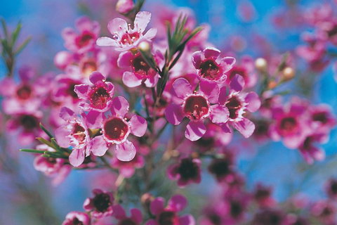 Best Of Perth Wildflower Season Day Trip - Accommodation ACT 1