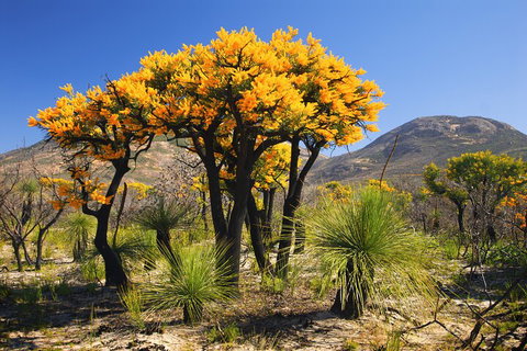 Best Of Perth Wildflower Season Day Trip - Accommodation ACT 3