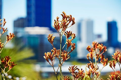 Best Of Perth Wildflower Season Day Trip - Accommodation ACT 4
