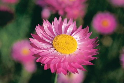 Best Of Perth Wildflower Season Day Trip - Accommodation ACT 5