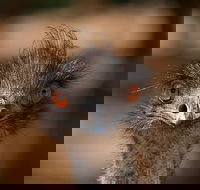 Currumbin Wildlife Sanctuary General Entry Ticket - Accommodation ACT