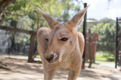 Currumbin Wildlife Sanctuary General Entry Ticket - Accommodation ACT 2