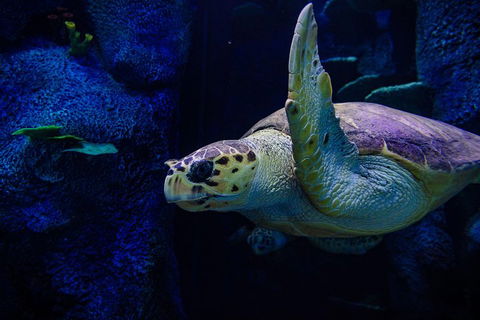 Sydney Attractions Pass: SEA LIFE Aquarium, Sydney Tower Eye, WILD LIFE Zoo And Madame Tussauds - Accommodation ACT 1