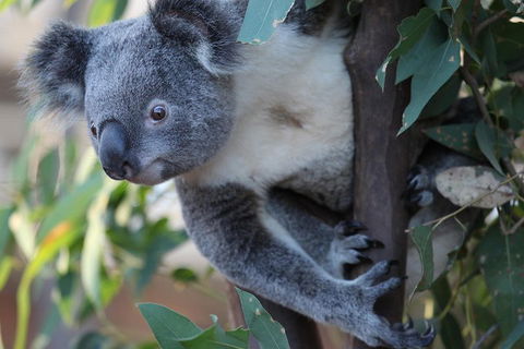 Sydney Attractions Pass: SEA LIFE Aquarium, Sydney Tower Eye, WILD LIFE Zoo And Madame Tussauds - Accommodation ACT 2