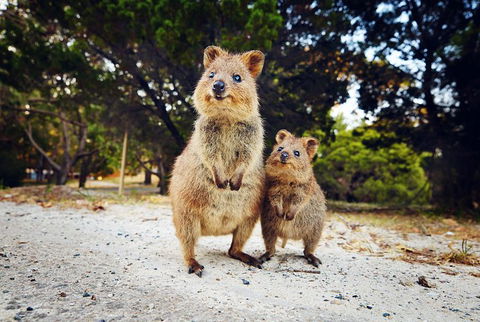 Rottnest Island All-Inclusive Grand Island Tour From Fremantle - Accommodation ACT 5