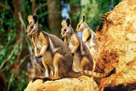Sydney Harbour Hop On Hop Off Cruise With Taronga Zoo Entry - Accommodation ACT 4