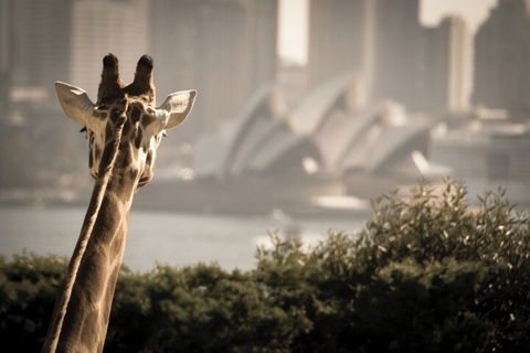 Sydney Harbour Hop On Hop Off Cruise With Taronga Zoo Entry - Accommodation ACT 5