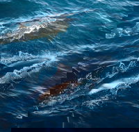 Sydney Whale-Watching Cruise - Accommodation ACT