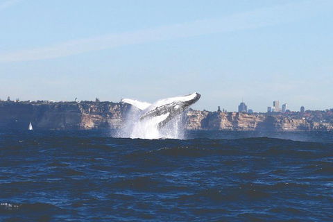 Sydney Whale-Watching Cruise - Accommodation ACT 3