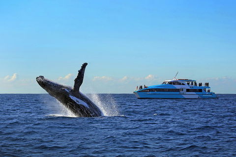Sydney Whale-Watching Cruise - Accommodation ACT 5