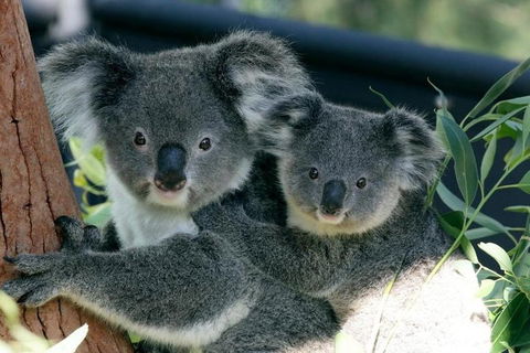 Sydney Harbour Ferry With Taronga Zoo Entry Ticket - Accommodation ACT 3