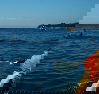 Mornington Peninsula Kayak Coastline Tour of Dolphin Sanctuary - Accommodation ACT