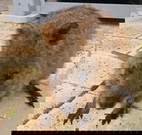 Wave Rock Pinnacles and Rottnest One Day Aeroplane Tour - Accommodation ACT