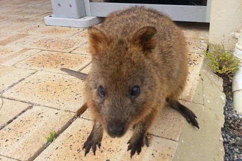 Wave Rock, Pinnacles And Rottnest One Day Aeroplane Tour - Accommodation ACT 0