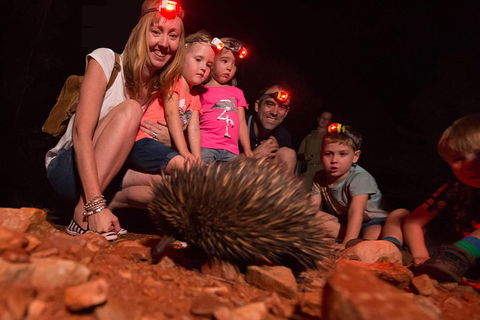 Alice Springs Desert Park Nocturnal Tour - Accommodation ACT 5