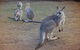 Private Tour: Blue Mountains Day Trip From Sydney - thumb 2