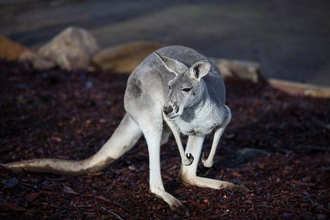 Private Tour: Blue Mountains Day Trip From Sydney - Accommodation ACT 3