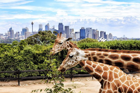 Go City | Sydney Explorer Pass With 20+ Attractions And Tours - Accommodation ACT 2
