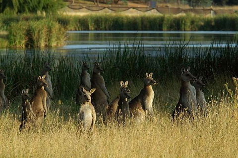 Canberra - The National Capital | Full Day Private Tour | Departs From Sydney - Accommodation ACT 3