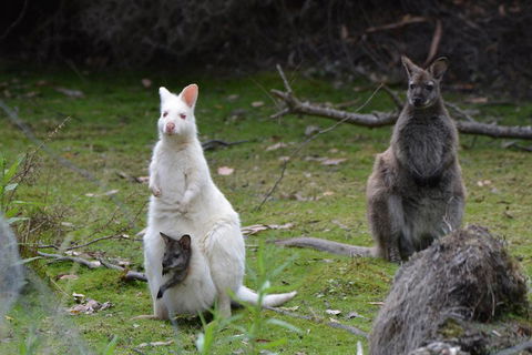 Full-Day Guided Bruny Island Tour From Hobart - Accommodation ACT 0