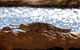 Windjana Explorer - thumb 5