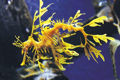 SEA LIFE Melbourne Aquarium Admission Ticket - Accommodation ACT 0