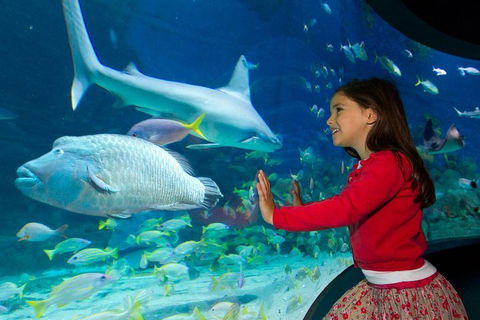 SEA LIFE Melbourne Aquarium Admission Ticket - Accommodation ACT 1