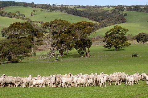 Kangaroo Island Luxury Small Group 'Island Life' Full Day Tour - Accommodation ACT 1
