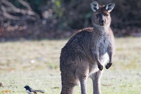 Kangaroo Island Luxury Small Group 'Island Life' Full Day Tour - Accommodation ACT 2