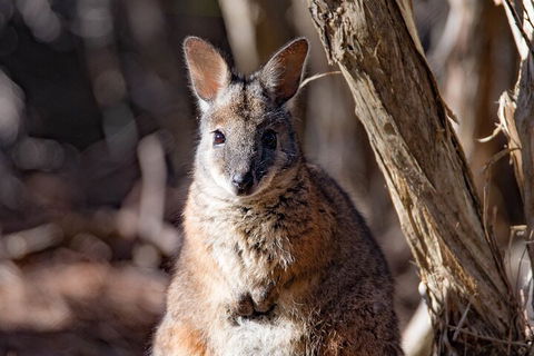 Kangaroo Island Luxury Small Group 'Island Life' Full Day Tour - Accommodation ACT 3