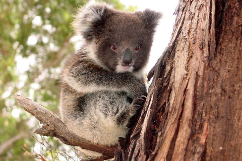 Kangaroo Island Luxury Small Group 'Island Life' Full Day Tour - Accommodation ACT 4