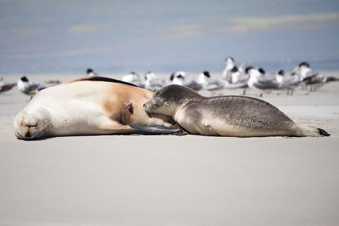 Kangaroo Island Luxury Small Group 'Island Life' Full Day Tour - Accommodation ACT 5