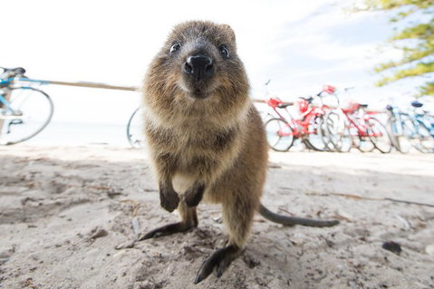 Rottnest Island Round-Trip Ferry From Perth Or Fremantle - Accommodation ACT 3