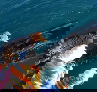 AOC Whale Watching from Broome - Accommodation ACT