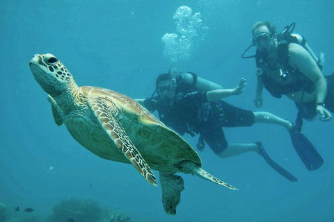 Ocean Freedom Great Barrier Reef Personal Luxury Snorkel & Dive Cruise, Cairns - Accommodation ACT 4