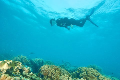 Ocean Freedom Great Barrier Reef Personal Luxury Snorkel & Dive Cruise, Cairns - Accommodation ACT 5