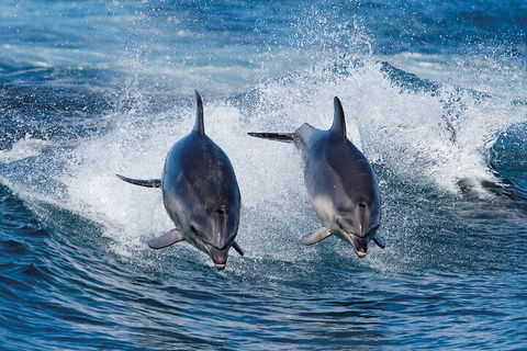 Full-Day Bruny Island Cruises Day Tour From Hobart - Accommodation ACT 5