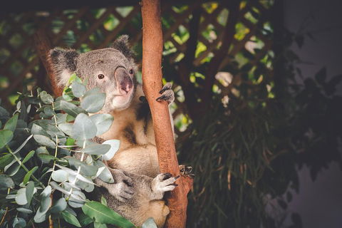 Small-Group Blue Mountains Day Trip From Sydney With Wildlife Park - Accommodation ACT 2