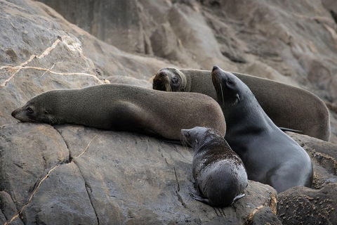 Kangaroo Island Ocean Safari - Snorkeling Safari - Accommodation ACT 0