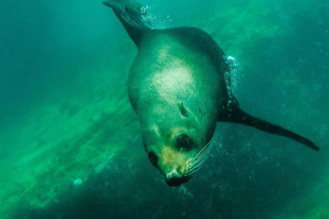 Kangaroo Island Ocean Safari - Snorkeling Safari - Accommodation ACT 1