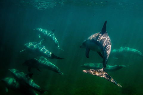 Kangaroo Island Ocean Safari - Snorkeling Safari - Accommodation ACT 2